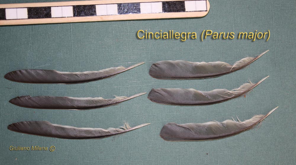 Penne: Cinciallegra